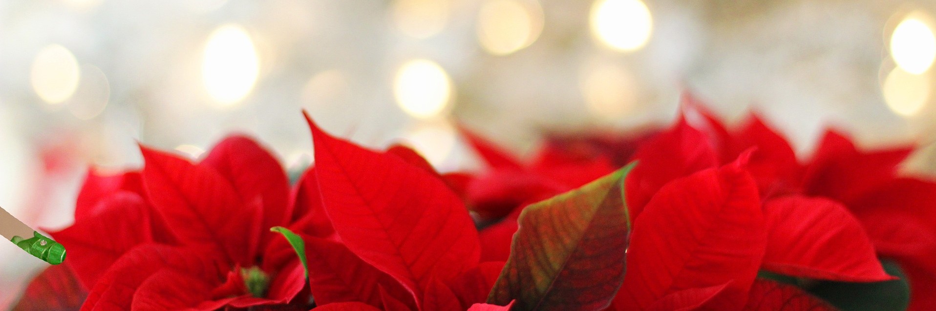 Résultat du concours des Œuvres de Noël 2025