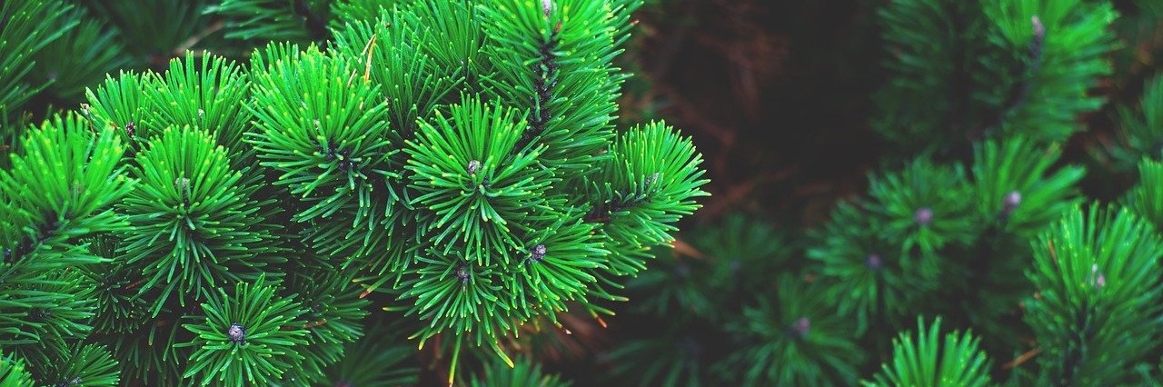 Pas de sapins dans les écoles cette année : pourquoi ?